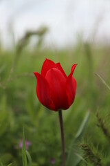 Photo of a rose in a field. Photo of a rose with a green background