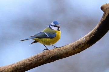 Blaumeise (Cyanistes caeruleus, Syn.: Parus caeruleus) 