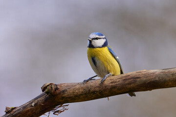 Blaumeise (Cyanistes caeruleus, Syn.: Parus caeruleus) 