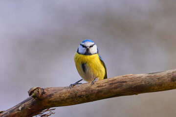Blaumeise (Cyanistes caeruleus, Syn.: Parus caeruleus) 