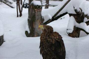 a large eagle resting in winter after a successful hunt