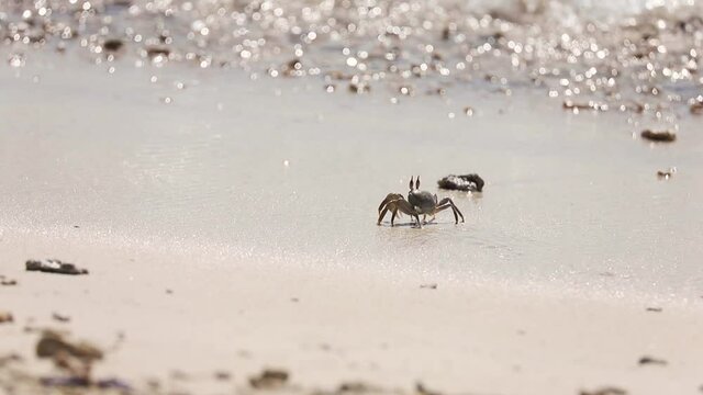 Horned ghost crab, Ocypode ceratophthalma