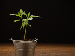 Cannabis seedling in a potted plant against a black background