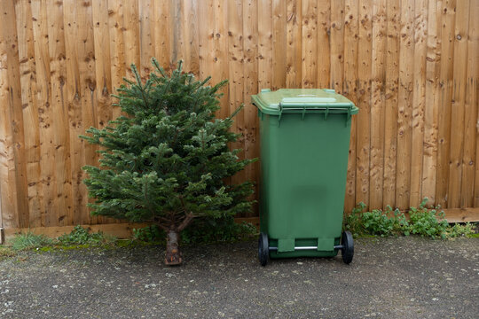 Christmas tree recycling garden waste wheelie bin