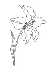 Garden lily. Exotic and aromatic beauty. Continuous line drawing illustration