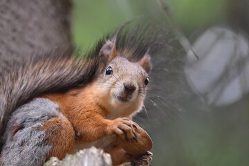 Naklejka na ściany i meble a red squirrel sits on a tree in the forest and eats a nut