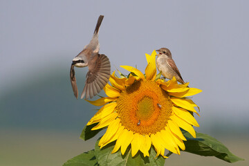 Neuntöter (Lanius collurio)