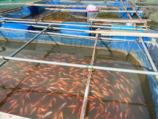 this pic show a lot of red tilapia fish swim and motion in water