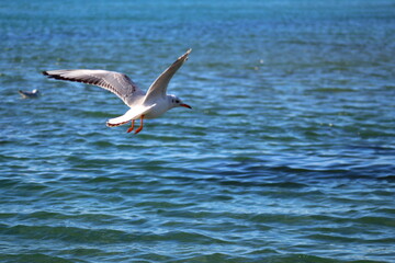 seagulls on flight