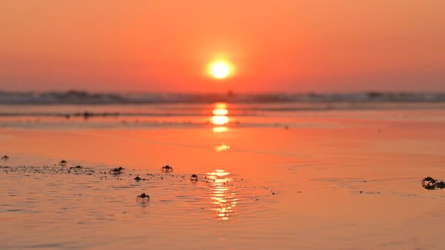Little ghost crab walking Along wet Sand with orange sky above it with sun reflection on waves.