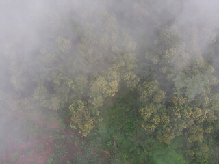 After the rain, a cloud of mist was blown over the tropical rainforest.