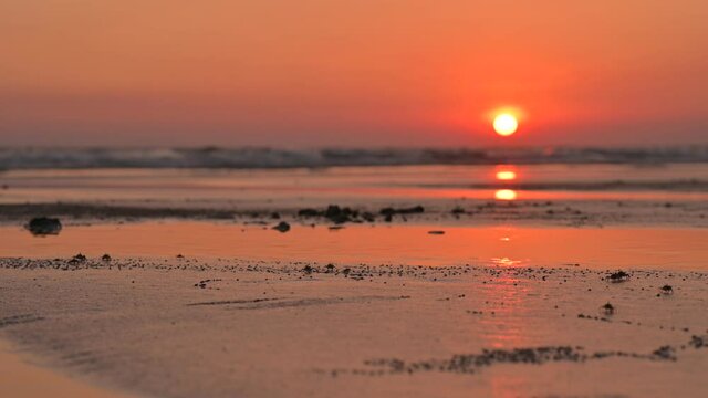 Little ghost crab walking Along wet Sand with orange sky above it with sun reflection on waves.