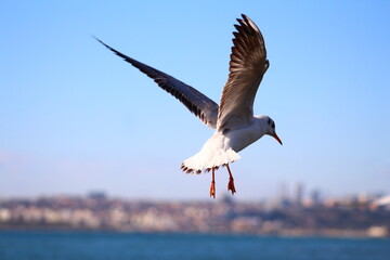 seagulls on flight