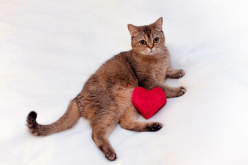 An adorable British cat lies on a white blanket, next to a toy red heart