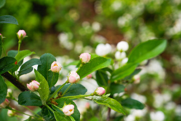 Blooming white bushes in spring. Fresh delicate white flowers and green leaves garden in a sunny summer day, beautiful outdoor