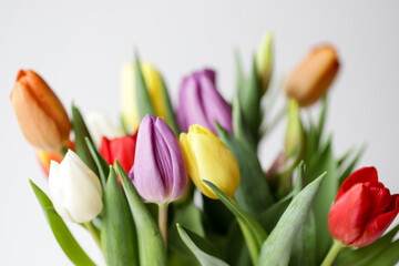 Obraz premium Colourful bouquet of purple, red, orange, yellow and white tulips.