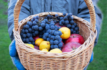 harvest of grapes, apples and quince in wicker basket