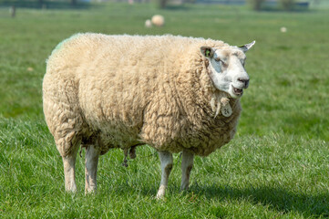 Naklejka na ściany i meble Close Up Female Sheep At Aboude The Netherlands 15-4-2019