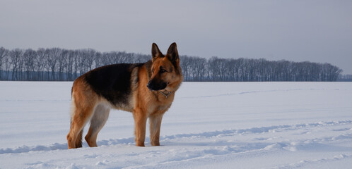 German shepherd stay in the snow winter, dawn, walk the dog