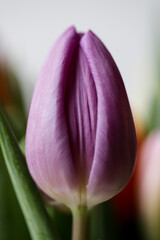 Flower purple tulip looks like vagina, vulva symbol.