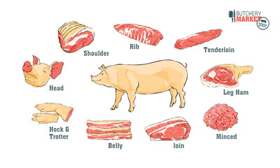 Cuts of pork  part of pork cut of meat set. Poster Butcher diagram vintage typographic handdrawn. Vector illustration on white