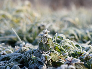 Green plants in a frosty morning. Everything is covered with ice crystals.