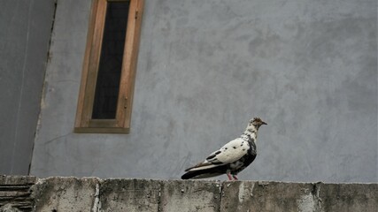 Pigeon playing on a rooftop of a house free fly