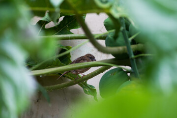 Bird waiting for the rain to end on the papaya tree