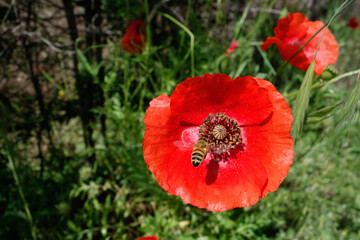 Bee approaching a Tuscan Poppy