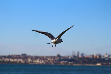 Fototapeta na wymiar seagulls on flight