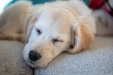 Young golden retriever puppy sleeping on grey sofa