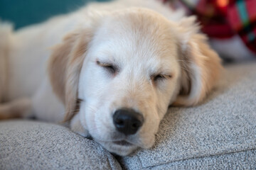 Young golden retriever puppy sleeping on grey sofa