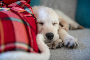 Obraz premium Young golden retriever puppy sleeping on sofa with red blanket