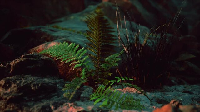 bright green ferns leaves on rock