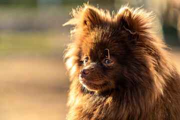 Hund Zwergspitz Spitz Klein Sonnenuntergang Haustier Welpe