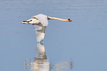 Höckerschwan (Cygnus olor)