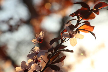 Cherry blossoms. Spring cherry blossoms, pink flowers. Cyan blossom. Cherry blossoms in full bloom. Shallow depth of field.