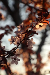 Cherry blossoms. Spring cherry blossoms, pink flowers. Cyan blossom. Cherry blossoms in full bloom. Shallow depth of field.