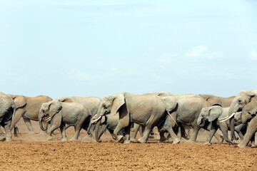 Elephant Herd Crossing Dried-out Amboseli Lake. Amboseli, Kenya