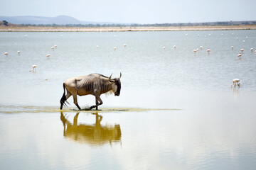 Blue Wildebeest (Connochaetes taurinus) Wading in Water. Amboseli, Kenya