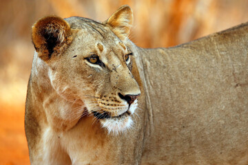 Close-up of a Lioness (Panthera Leo). Tsavo East, Kenya