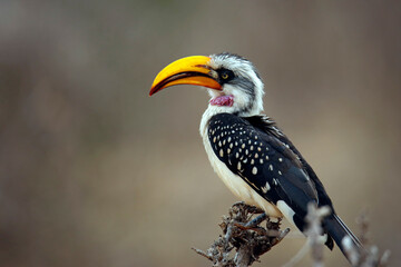 Eastern Yellow-billed Hornbill (Tockus flavirostris, aka Northern Yellow-billed Hornbill. Tsavo West, Kenya