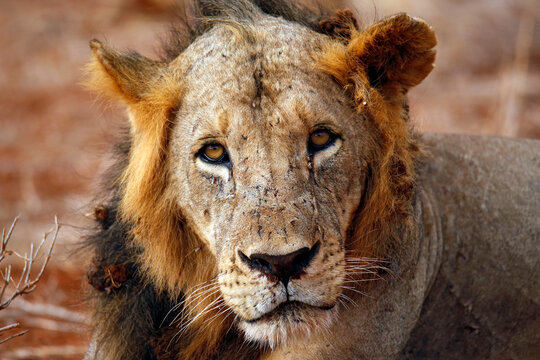 Close-up and Eye Contact with a Male Lion. Ngutumi, Kenya