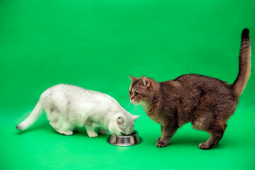 Two British cute cats on a green background eat food, soft focus, selective focus, chroma key