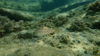 Grey wrasse (Symphodus cinereus) undersea, Aegean Sea, Greece, Halkidiki