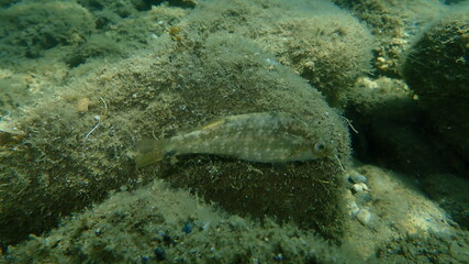 Grey wrasse (Symphodus cinereus) undersea, Aegean Sea, Greece, Halkidiki
