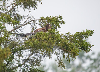 Bald eagle in pine evergreen tree