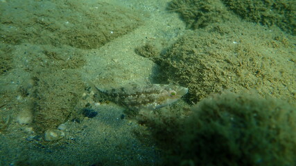 Grey wrasse (Symphodus cinereus) undersea, Aegean Sea, Greece, Halkidiki