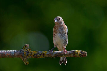 Stieglitz (Carduelis carduelis)