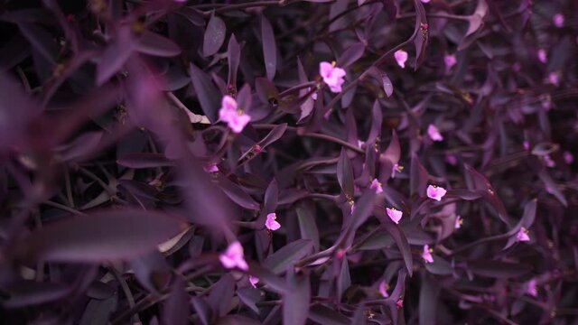 Purple plants blooming with cute small pink flowers. Abstract natural 4k stock video background